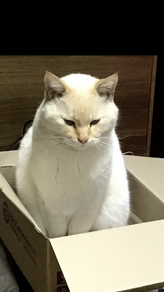 ココ
