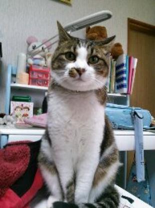 シロ