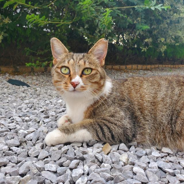 やちゅ