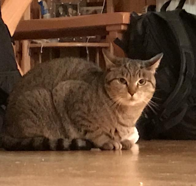 りんちゃん