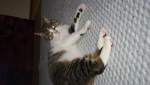 ごま