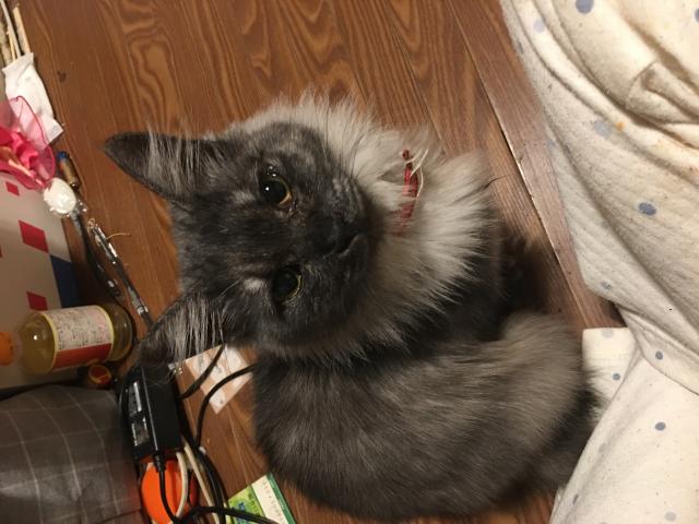 あんず