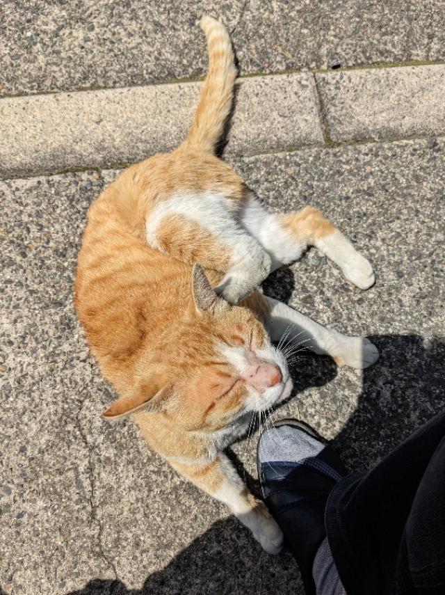 チクワ