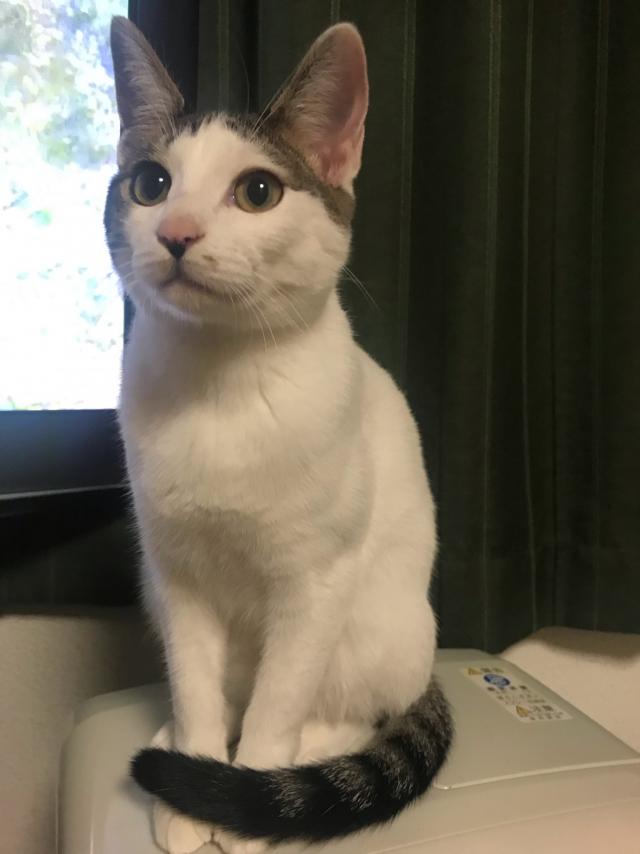 だいふく