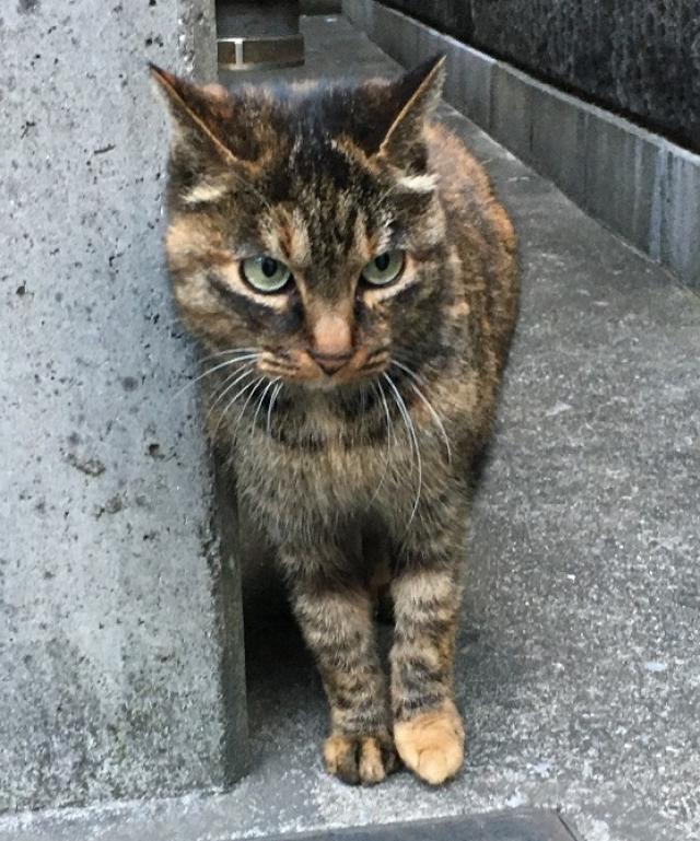 チビ
