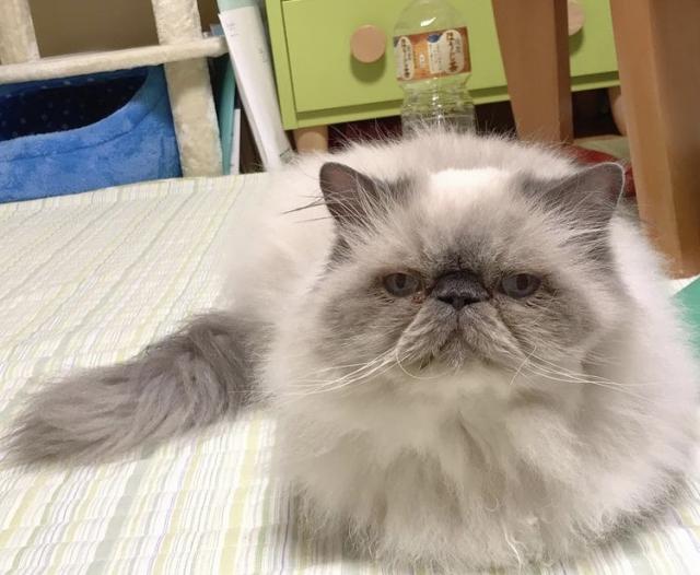 ぶーちゃん