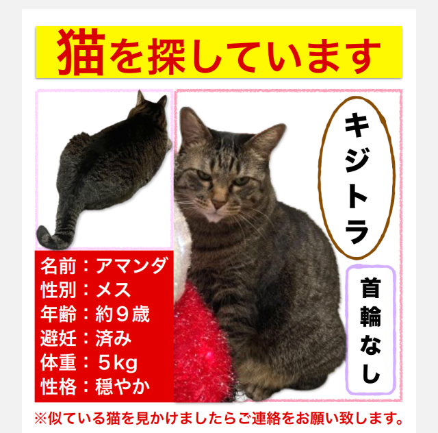 アマンダちゃん