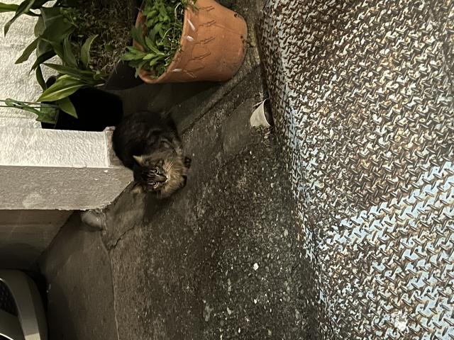 もふ太
