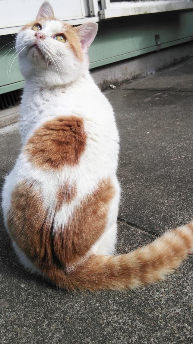 こはく