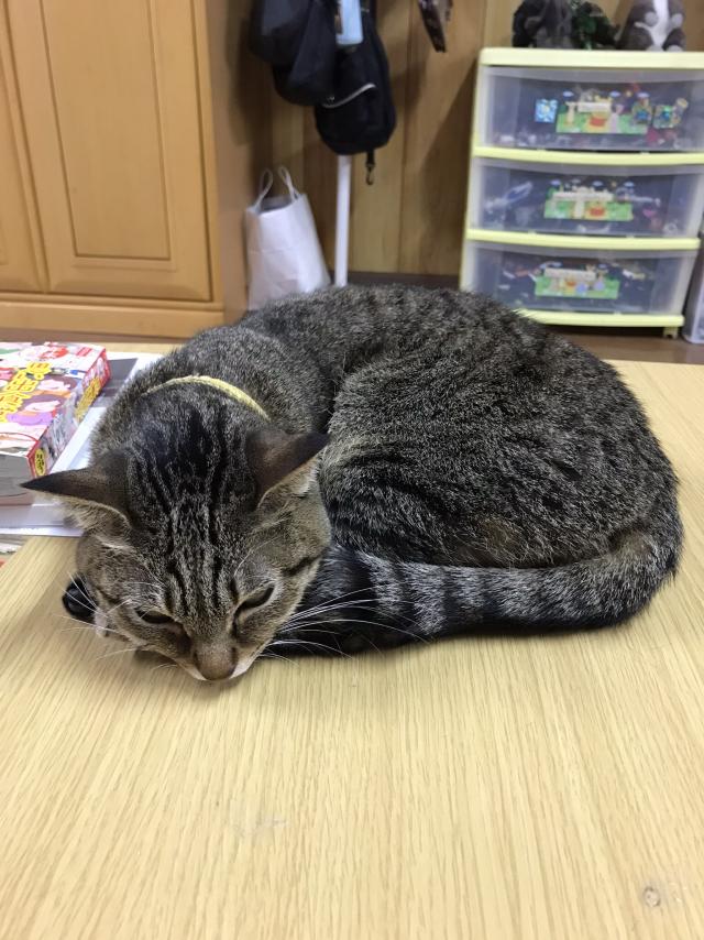 コテツ