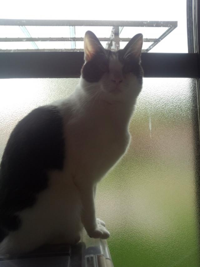 アーディ　