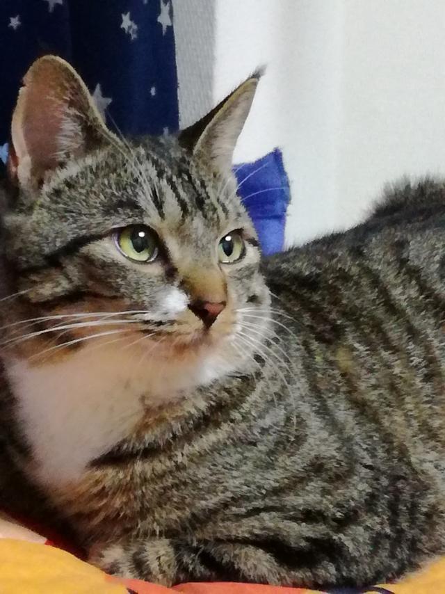 こむぎ
