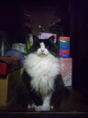 もじゃ