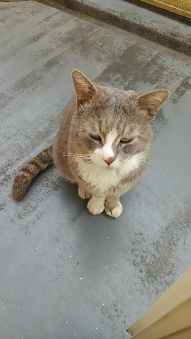 ミャー