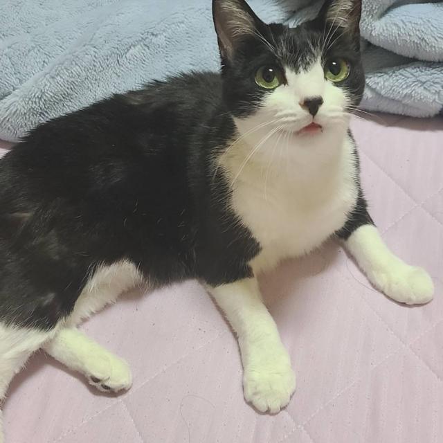 わさび