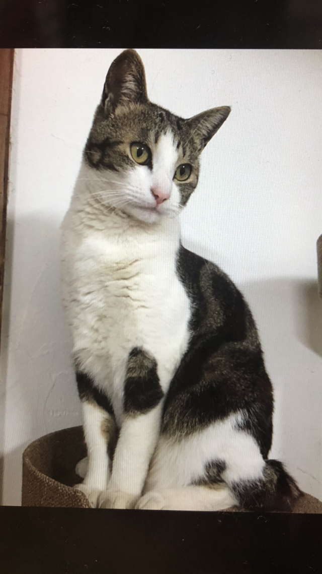 モモ