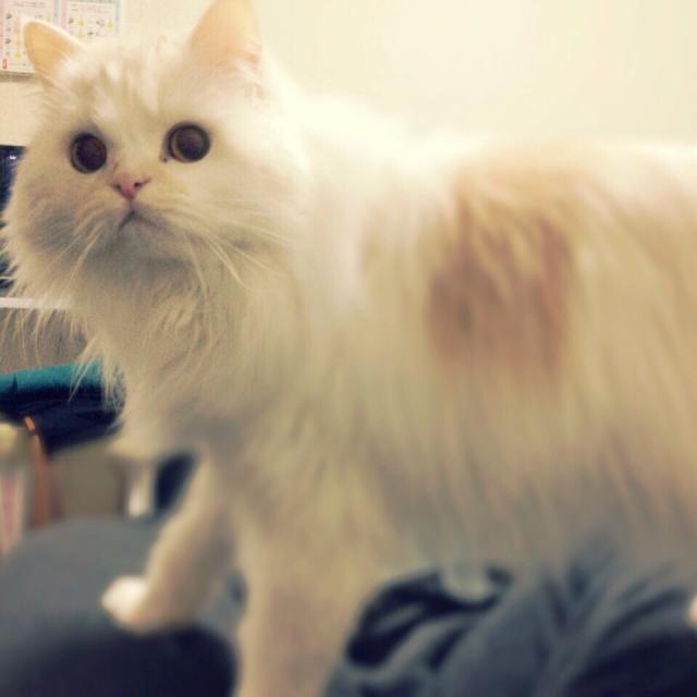さくら