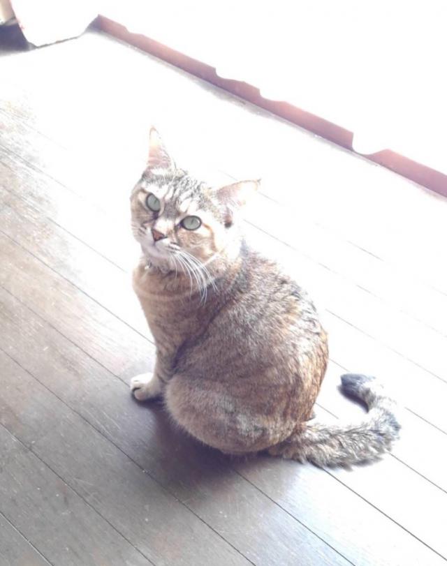 きなこ