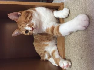ぴーくん