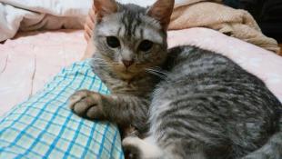ニコ