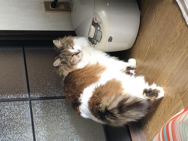 コチェロ