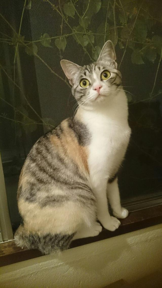 ニャル子