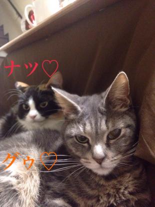 グゥ