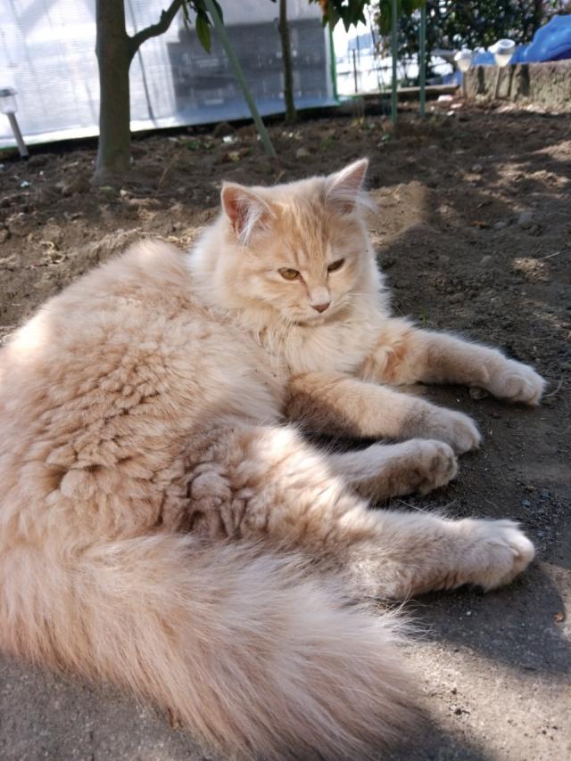 シロ