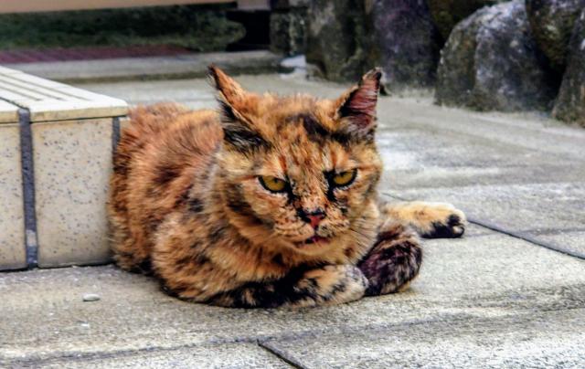 サビちゃん