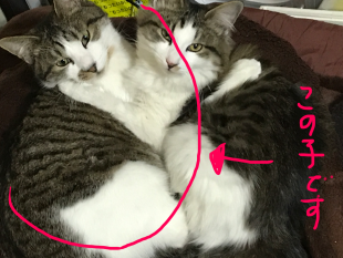 とらお