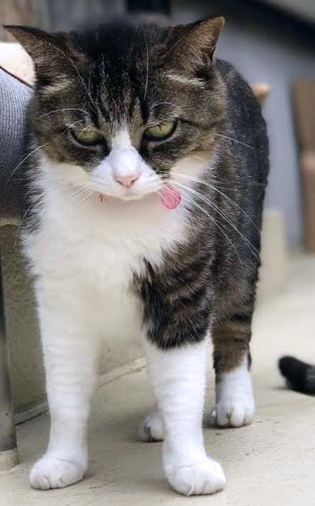 ミーコ