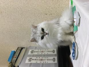 ピキ