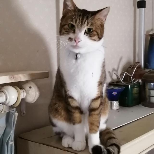 セシル