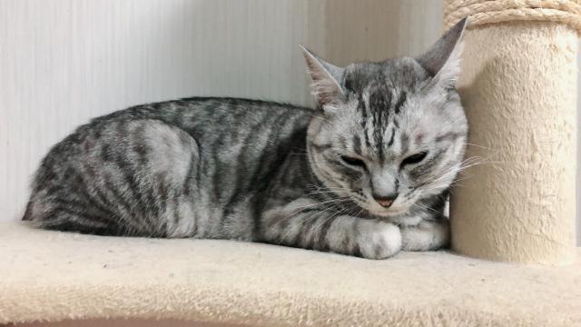 ラブ