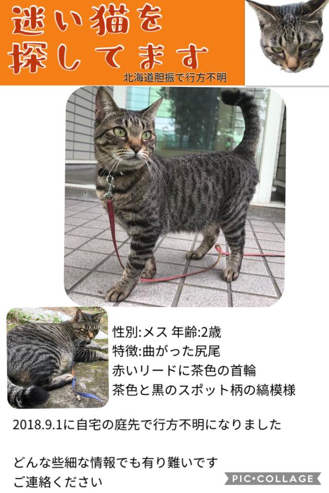 きじ