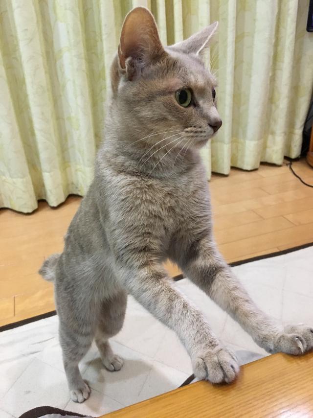 ラテ