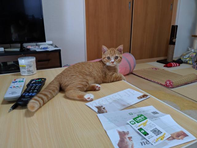 ミルク