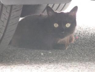 リバティー