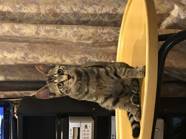 にゃぁち