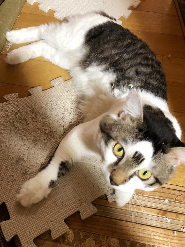 ハチ