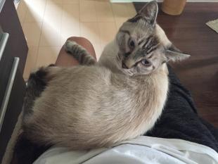 シャム