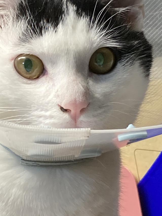 ミルク