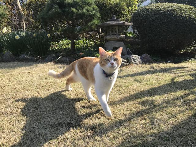 フク