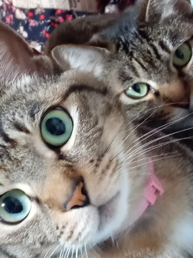 マメ