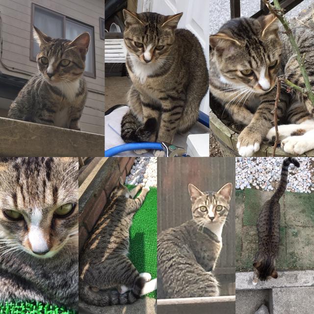 ミルキー