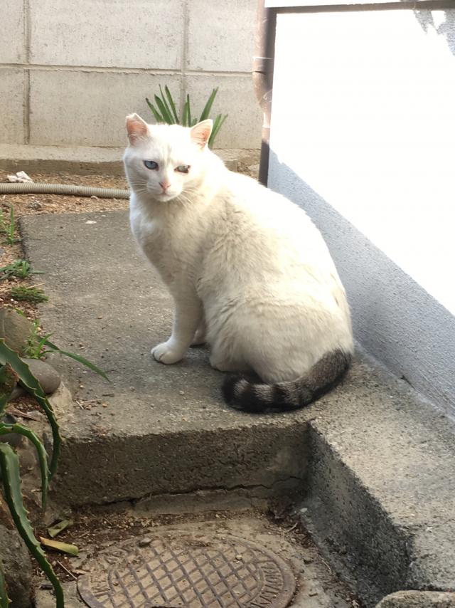 ひめ