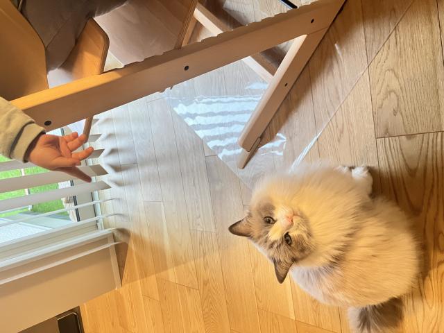 とわ