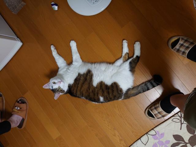テツ