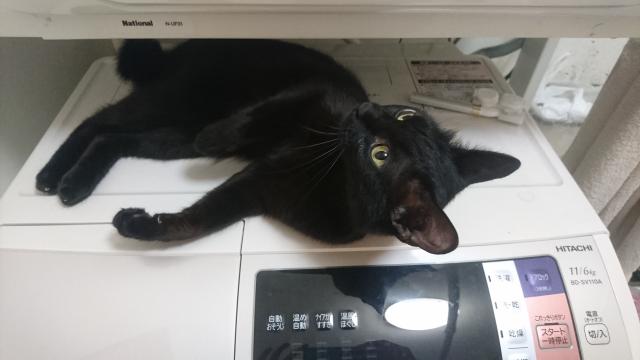 モモ