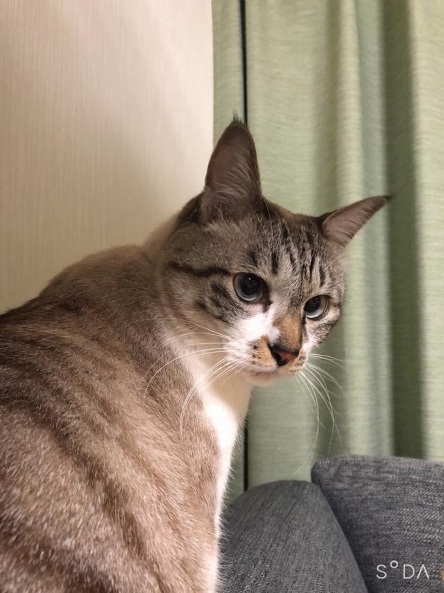こたろう